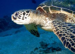 Found this swimmer in Maui. by David Spiel 